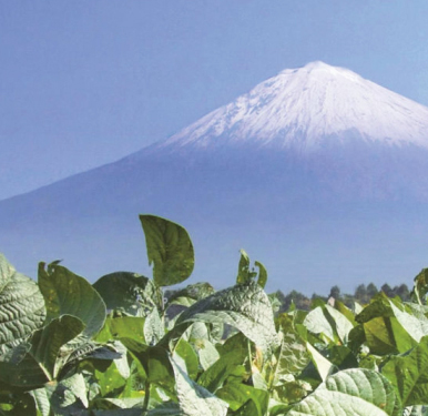 富士山麓の農場